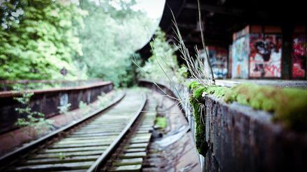 Die Natur erobert sich ihr Terrain zurück. - Foto: Jan-Paul Nachtwey