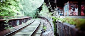 Die Natur erobert sich ihr Terrain zurück. - Foto: Jan-Paul Nachtwey