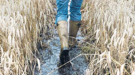 Abgesoffen. Vor allem der Norden und Brandenburg waren betroffen. Foto: dpa