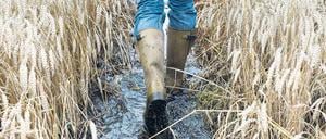 Abgesoffen. Vor allem der Norden und Brandenburg waren betroffen. Foto: dpa