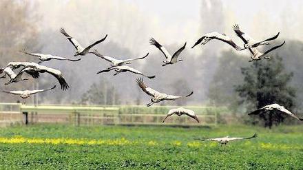 Bedrohter Lebensraum. Im Vogelschutzgebiet nahe Belzig können Vogelkundler immer noch viele Kraniche beobachten. Doch brüten immer weniger Tiere in der Region. Das liegt auch am Rückgang von landwirtschaftlichen Brachflächen, die neuerdings wieder für den Anbau von Pflanzen zur Gewinnung alternativer Energien genutzt werden. Foto: ddp/Urban