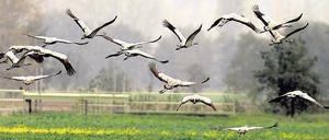 Bedrohter Lebensraum. Im Vogelschutzgebiet nahe Belzig können Vogelkundler immer noch viele Kraniche beobachten. Doch brüten immer weniger Tiere in der Region. Das liegt auch am Rückgang von landwirtschaftlichen Brachflächen, die neuerdings wieder für den Anbau von Pflanzen zur Gewinnung alternativer Energien genutzt werden. Foto: ddp/Urban