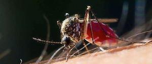 Nervig. Die Mückenplage in Berlin ist noch nicht zu Ende.