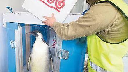 Ab in die Kiste. Der Kaiserpinguin Happy Feet vor der Abreise. Foto: AFP