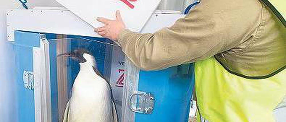 Ab in die Kiste. Der Kaiserpinguin Happy Feet vor der Abreise. Foto: AFP