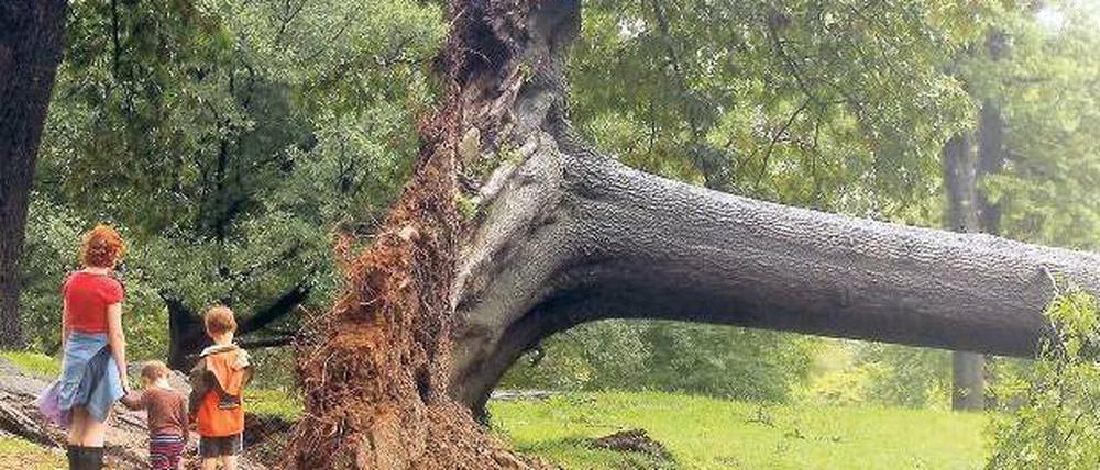 Nach dem Sturm. Umgestürzte Bäume im Central Park...