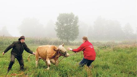 Gegenwehr. Die Kuh Yvonne sperrte sich sich am Freitag auf einer Wiese bei Stefanskirchen zunächst gegen ihren Abtransport. Foto: dapd