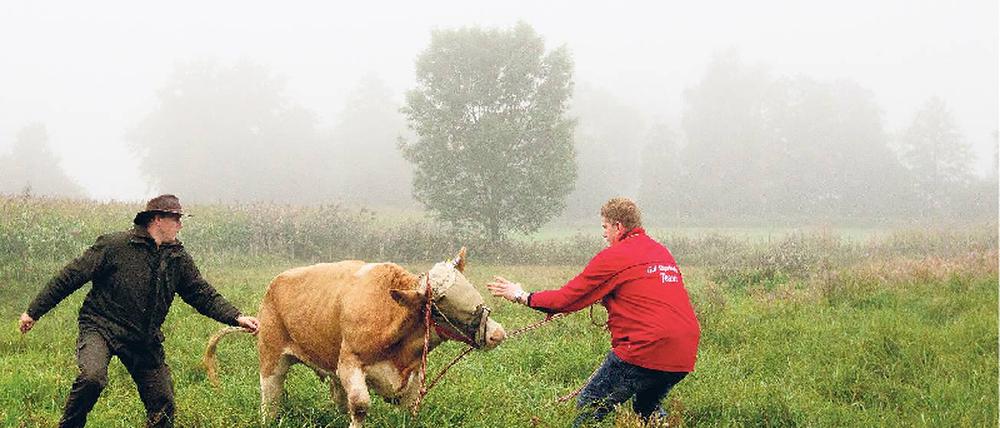 Gegenwehr. Die Kuh Yvonne sperrte sich sich am Freitag auf einer Wiese bei Stefanskirchen zunächst gegen ihren Abtransport. Foto: dapd