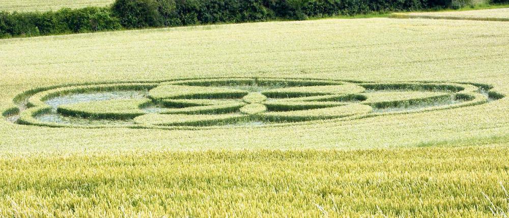 Ein Kreis im Kornfeld. Auf dem flachen Land blühen die Verschwörungstheorien.
