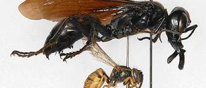 Ein ganz schöner Wummer. Zum Glück lebt die Garuda-Wespe im fernen Indonesien