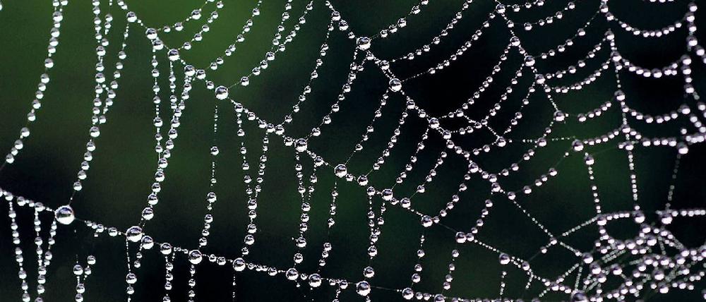 Versponnen. Unternehmen lassen ihre Mitarbeiter ausspionieren, Firmen geben die Daten ihrer Kunden an Dritte weiter - damit das nicht passiert, sind Datenschützer für Betriebe, die mit personenbezogenen Daten umgehen, Pflicht. Entweder, ein interner Mitarbeiter wird auf firmenkosten weitergebildet, oder ein Experte engagiert. Foto: dpa