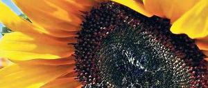 Auswärts essen. Hummeln besuchen nur Blüten, die nicht zu nah an ihrem Nest stehen. Foto: ddp