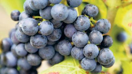 Blaues Wunder. Traubenschalen enthalten Resveratrol. Manche Forscher sehen in dem Stoff eine Schlüsselsubstanz für ein langes Leben. Aber die Hoffnungen auf ein Allheilmittel für die Gebrechen des Alters haben nun einen Dämpfer erhalten. Foto: ddp