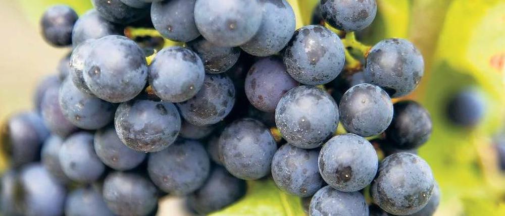 Blaues Wunder. Traubenschalen enthalten Resveratrol. Manche Forscher sehen in dem Stoff eine Schlüsselsubstanz für ein langes Leben. Aber die Hoffnungen auf ein Allheilmittel für die Gebrechen des Alters haben nun einen Dämpfer erhalten. Foto: ddp