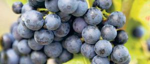 Blaues Wunder. Traubenschalen enthalten Resveratrol. Manche Forscher sehen in dem Stoff eine Schlüsselsubstanz für ein langes Leben. Aber die Hoffnungen auf ein Allheilmittel für die Gebrechen des Alters haben nun einen Dämpfer erhalten. Foto: ddp