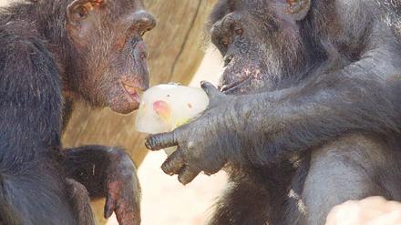 Affige Moral: Zwei Schimpansen im Zoo von Jerusalem teilen sich an einem heißen Tag ein Stück gefrorenen Fruchtsaft. 
