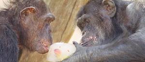 Affige Moral: Zwei Schimpansen im Zoo von Jerusalem teilen sich an einem heißen Tag ein Stück gefrorenen Fruchtsaft. 