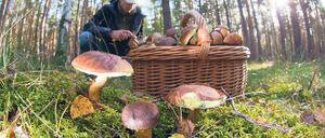 Volle Körbe. In den Wäldern mit ihren gut durchfeuchteten Böden sind in dieser Saison besonders viele und prachtvolle Pilze zu finden. Foto: Pleul/dpa