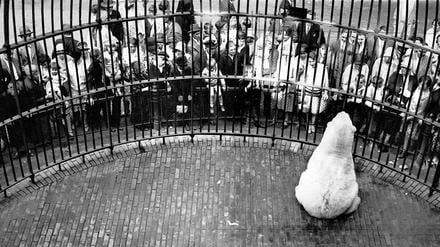 Schon 1929 war ein Eisbär im Berliner Zoo Publikumsmagnet. 