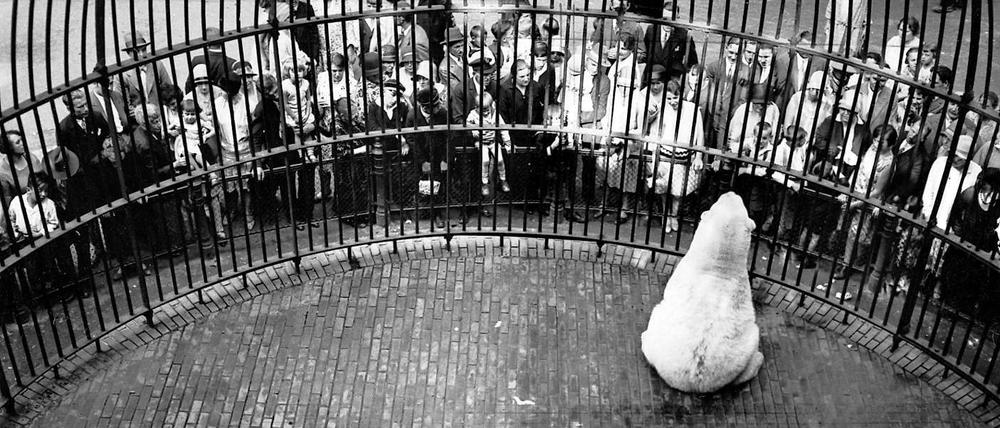 Schon 1929 war ein Eisbär im Berliner Zoo Publikumsmagnet. 
