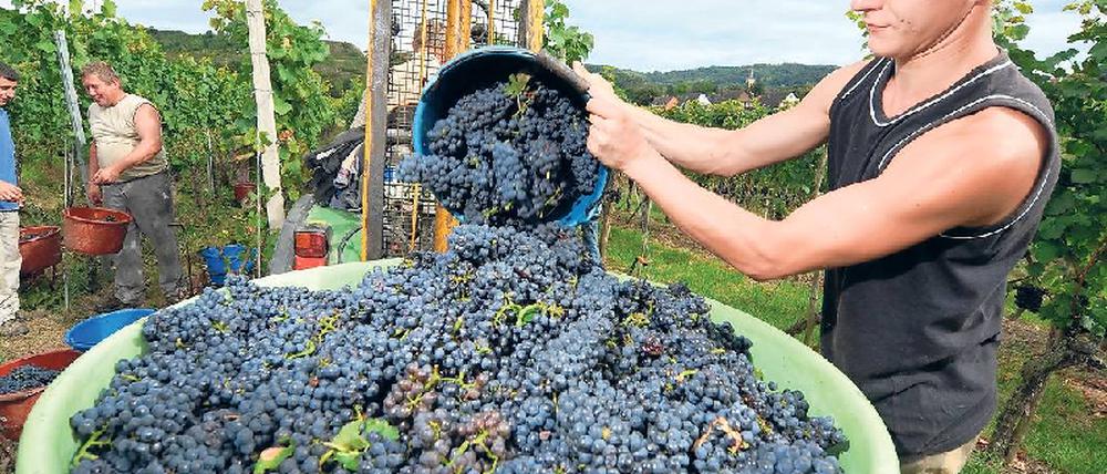 Pralle Früchte. Aus ihnen wird später ein – vielleicht preisgekrönter – Spätburgunder.