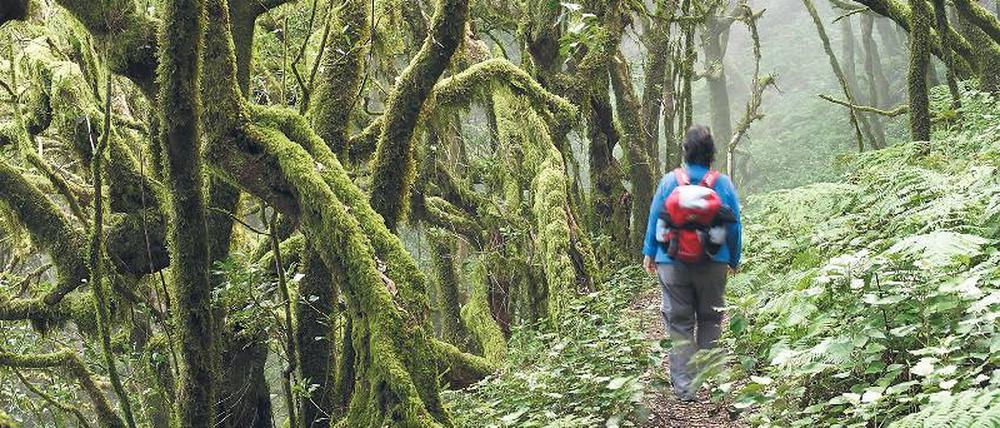 Verwunschene Welt. Nur rund ein Zehntel der Fläche von La Gomera ist mit Urwald bedeckt. Längst haben die Insulaner seinen Wert für den Tourismus erkannt. Foto: vario images