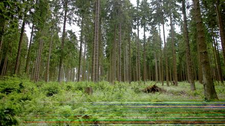 Irgendwo im Wald hat der Junge gelebt, sagt er. Seine Identität ist immer noch unklar.