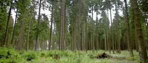 Irgendwo im Wald hat der Junge gelebt, sagt er. Seine Identität ist immer noch unklar.