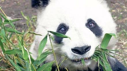 Grünzeug. Zwölf Kilo Bambus frisst ein Großer Panda am Tag. Foto: Reuters