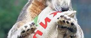 Zoo-Legende. Viele Fans trauern bis heute um Eisbär Knut . Foto: ddp/Michael Gottschalk