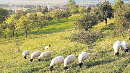 Besondere Schafe, hügelige Landschaft, ansehnliche Dörfchen – die Rhön. Jahrzehntelang Zonenrandgebiet, für eine Entdeckung wird’s Zeit. 
