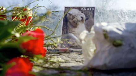 Am Tag nach dem plötzlichen Tod des Eisbärs Knut ist die Trauer im Berliner Zoo und der Stadt groß.