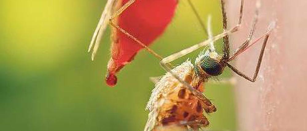 Foto: dpa/Jim Gathany/CDC