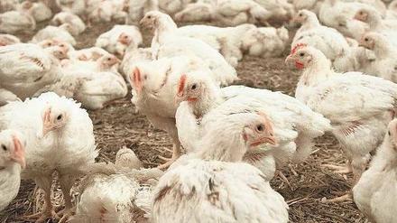 Zu viele Tiere auf engem Raum lassen schnell Krankheiten entstehen. 