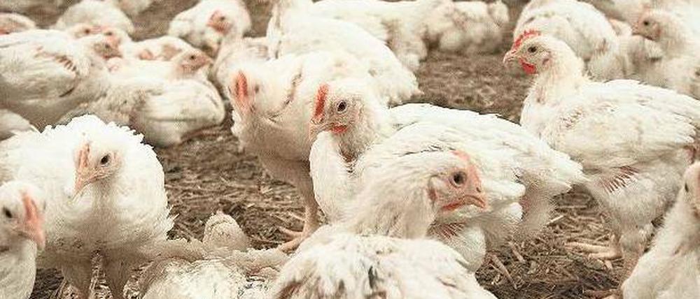 Zu viele Tiere auf engem Raum lassen schnell Krankheiten entstehen. 