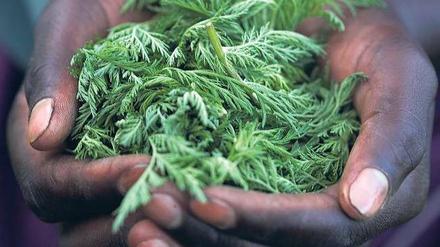 Grüne Apotheke. Aus dem Chinesischen Beifuß (Artemisia annua) wird Arteminisin gewonnen. Es bildet die Grundlage für ein sehr gut wirksames Mittel gegen Malaria. 