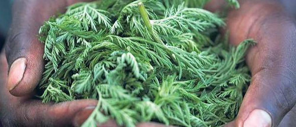 Grüne Apotheke. Aus dem Chinesischen Beifuß (Artemisia annua) wird Arteminisin gewonnen. Es bildet die Grundlage für ein sehr gut wirksames Mittel gegen Malaria.