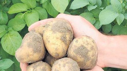 Pflanze des Anstoßes. Amflora sieht aus wie eine Kartoffel, sollte aber in der Industrie zum Einsatz kommen. Der Erfolg hielt sich in Grenzen. 