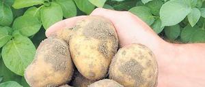 Pflanze des Anstoßes. Amflora sieht aus wie eine Kartoffel, sollte aber in der Industrie zum Einsatz kommen. Der Erfolg hielt sich in Grenzen. 