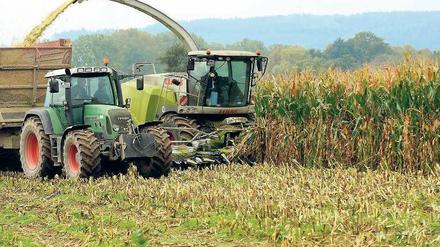 Wildwuchs. In 15 Landkreisen wird bereits auf mehr als der Hälfte der Landwirtschaftsfläche Mais angebaut. Foto: p-a/dpa