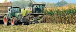 Wildwuchs. In 15 Landkreisen wird bereits auf mehr als der Hälfte der Landwirtschaftsfläche Mais angebaut. Foto: p-a/dpa