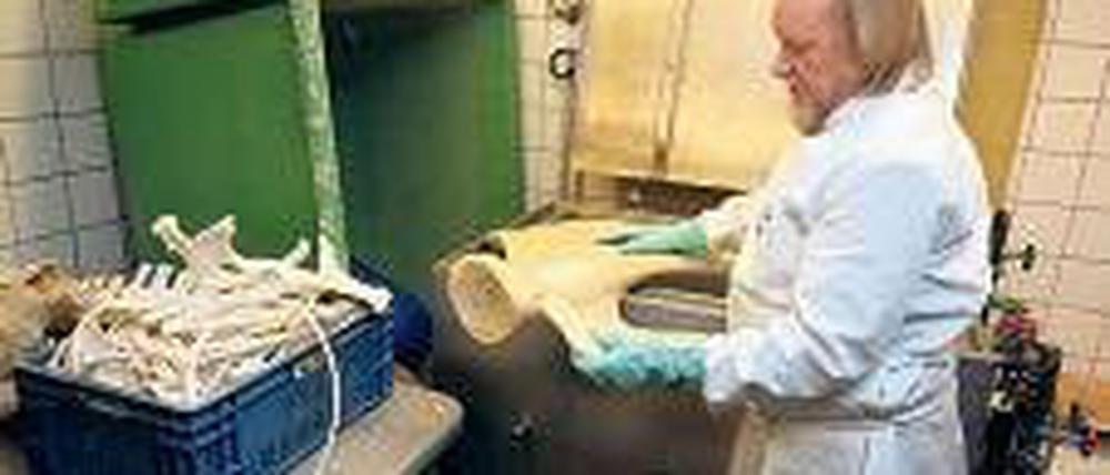 Puzzle. Präparator Werner Beckmann begutachtet das Schulterblatt eines Pottwals. dpa