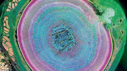 Augenblick. Das Bild zeigt den Querschnitt eines Mausauges von der äußeren Lederhaut (grün) bis zur Netzhaut (violett); rechts oben ist der Sehnerv zu erkennen. Foto: Bryan William Jones, The University of Utah, Moran Eye Center
