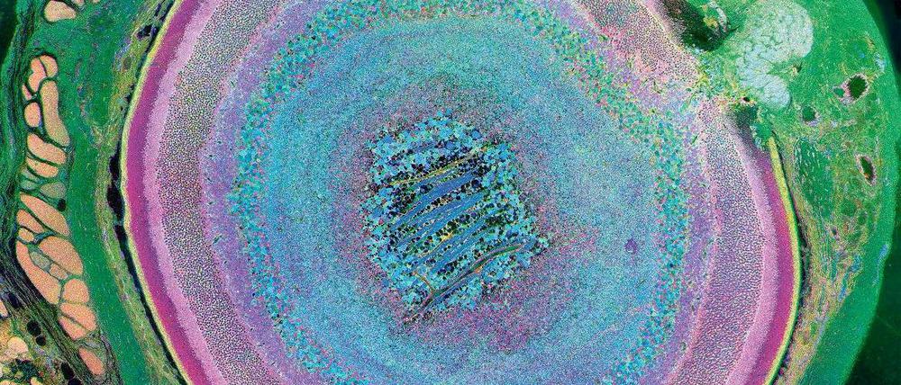 Augenblick. Das Bild zeigt den Querschnitt eines Mausauges von der äußeren Lederhaut (grün) bis zur Netzhaut (violett); rechts oben ist der Sehnerv zu erkennen. Foto: Bryan William Jones, The University of Utah, Moran Eye Center