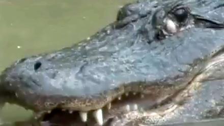 Der Aligator wird im Video von einer Riesenschlange attackiert.