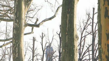 Unter Platanen. Im Treptower Park bestäubte eine dünne Schneeschicht am Sonntag die Alleen und das sowjetische Ehrenmal.