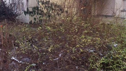 Im Gebüsch vor dem Haus der Stadtmission in Moabit wurde ein Toter gefunden. Ob der Mann erfroren ist, ist unklar.