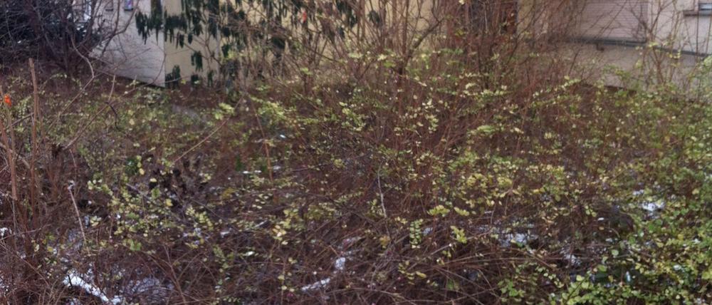 Im Gebüsch vor dem Haus der Stadtmission in Moabit wurde ein Toter gefunden. Ob der Mann erfroren ist, ist unklar.