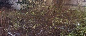 Im Gebüsch vor dem Haus der Stadtmission in Moabit wurde ein Toter gefunden. Ob der Mann erfroren ist, ist unklar.