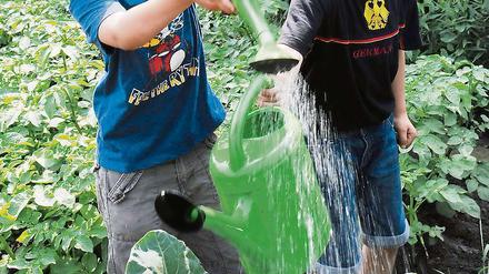 In Gartenarbeitsschulen lernen die Kinder, wie sich die Pflanzen von der Saat bis zur Ernte entwickeln.